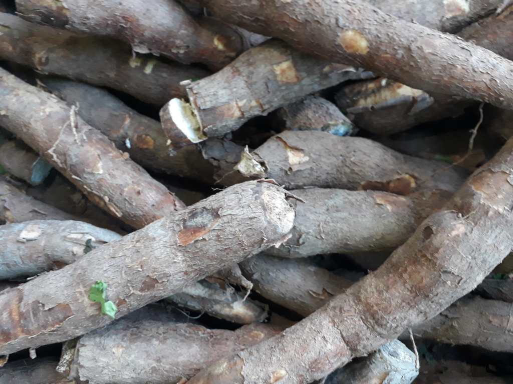 Yuca