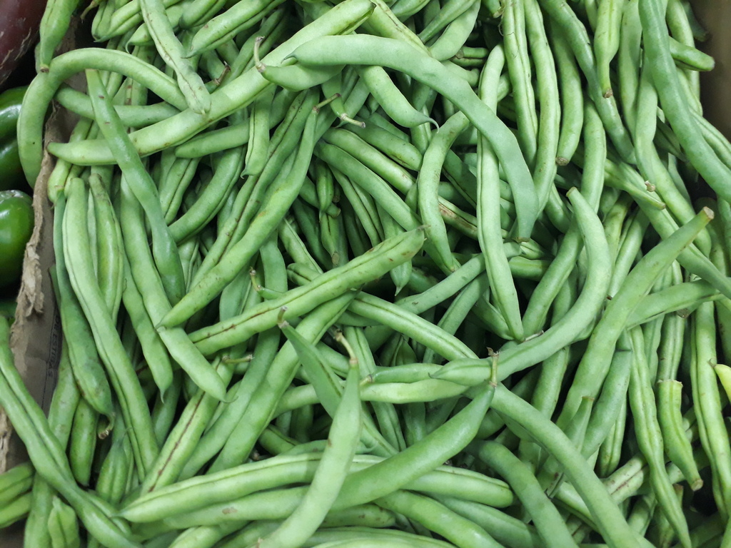 Habichuela
