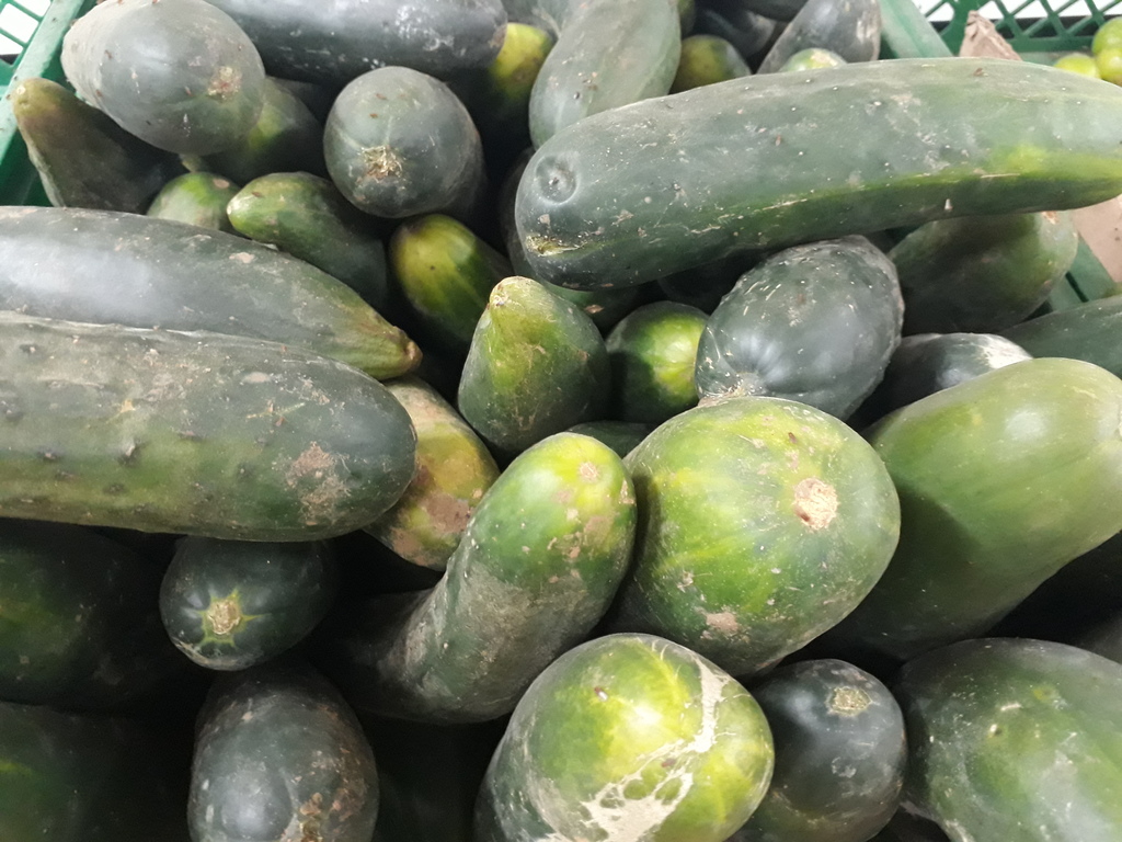 Pepino