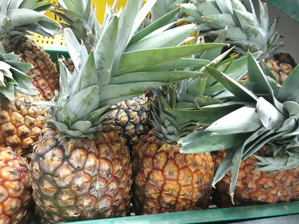 Piña común