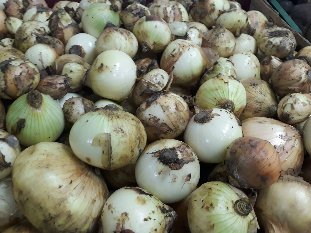 Cebolla blanca
