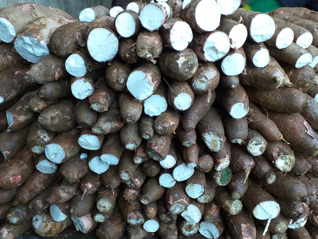 Yuca suleta
