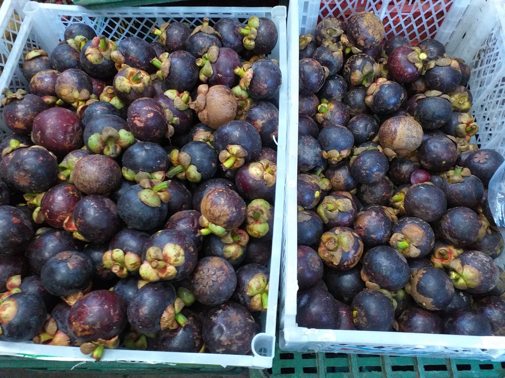 Mangostino