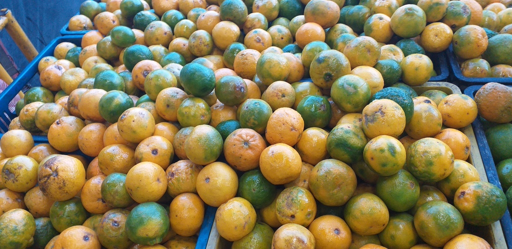 Mandarina de 2da
