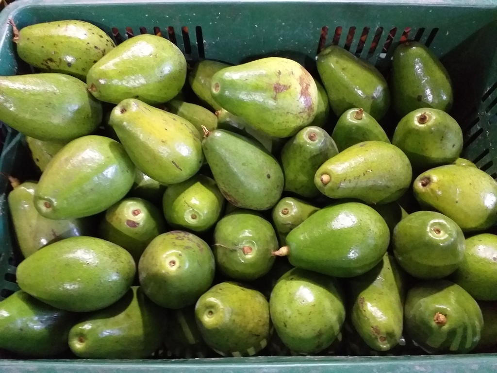 Aguacate papelillo
