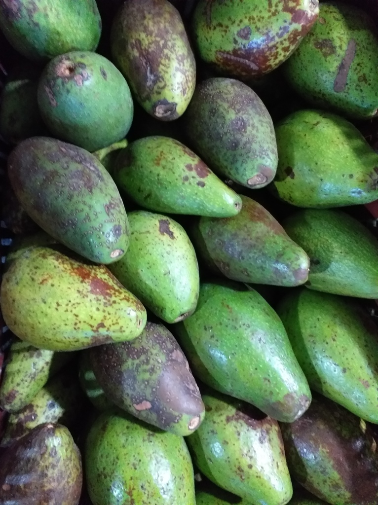 Aguacate criollo