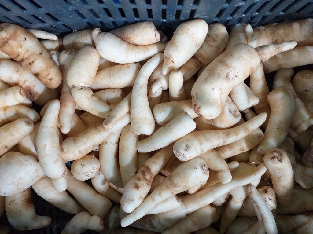 Arracacha seleccionada
