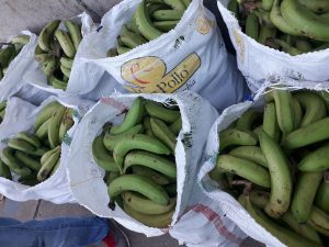 Banano verde