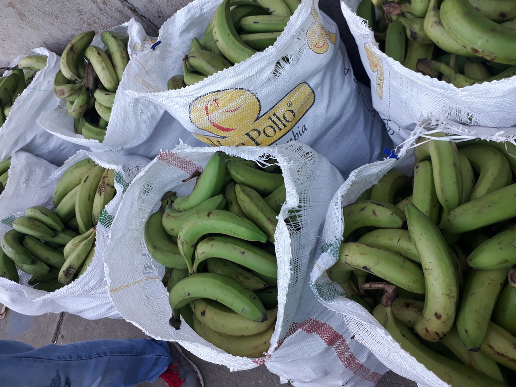 Banano verde