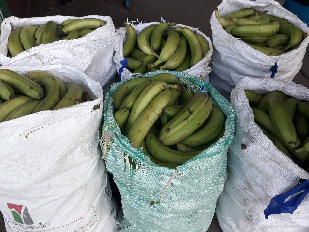 Banano verde