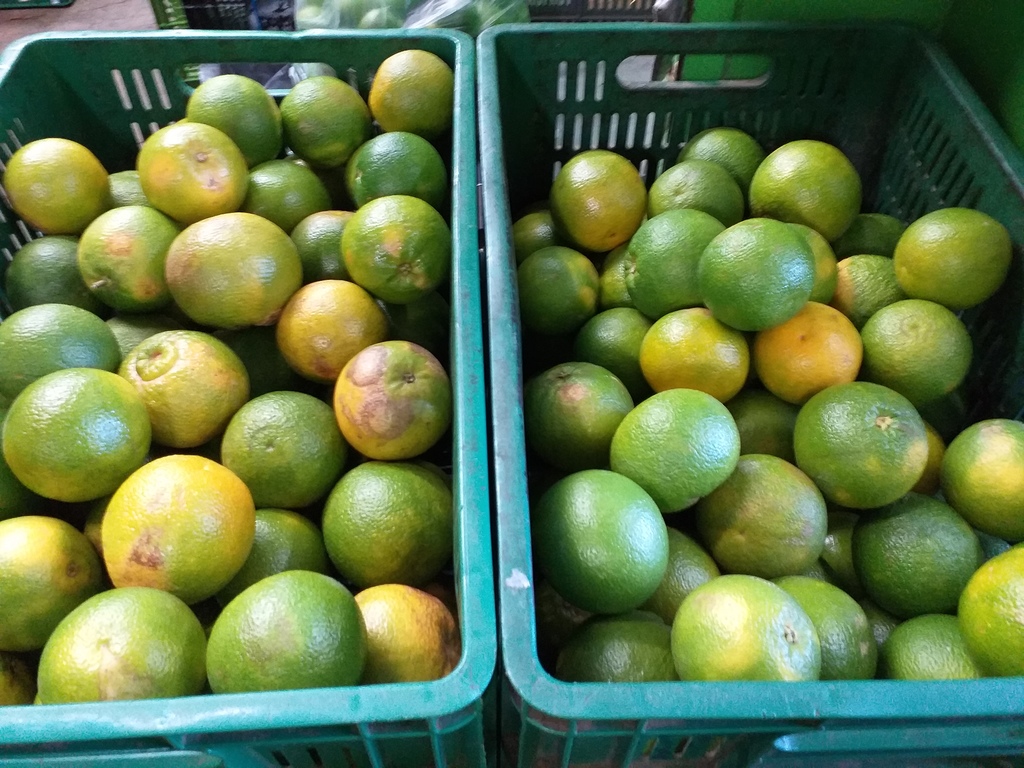 Naranja valencia