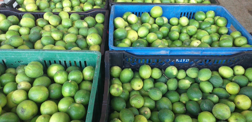 Limon tahiti