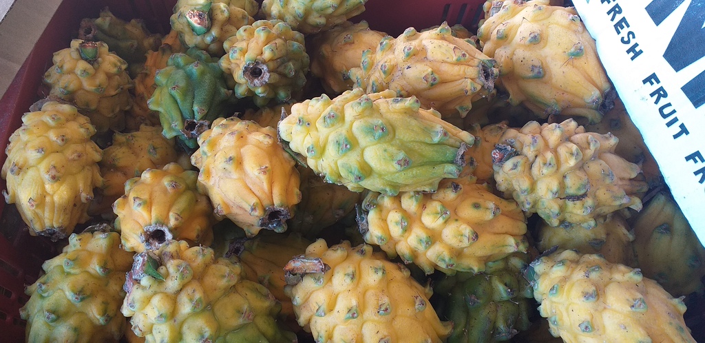 Pitahaya