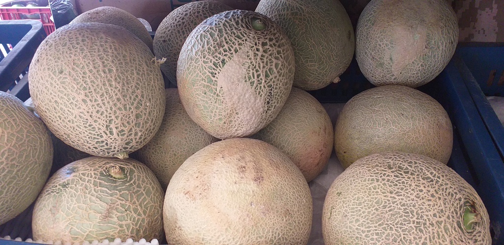 Melon