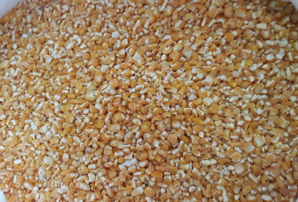 Maiz trillado amarillo