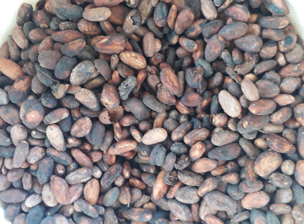 Cacao
