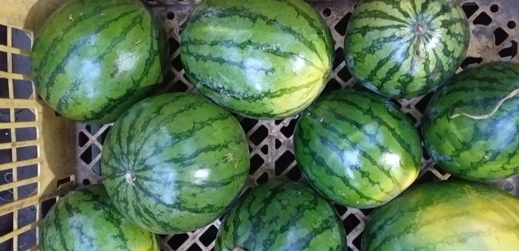 Sandia baby delgada