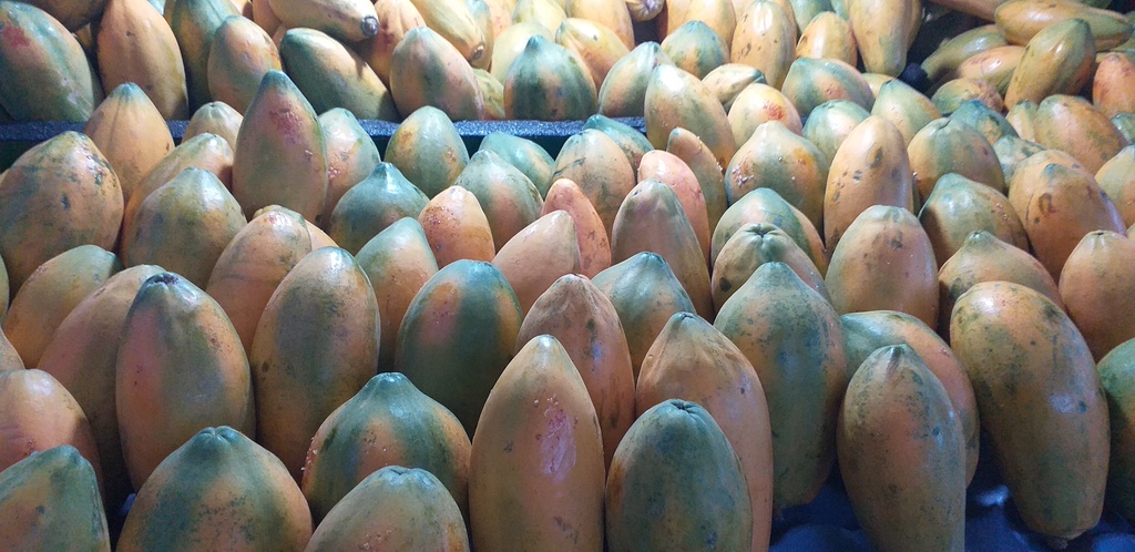 Papaya tainung