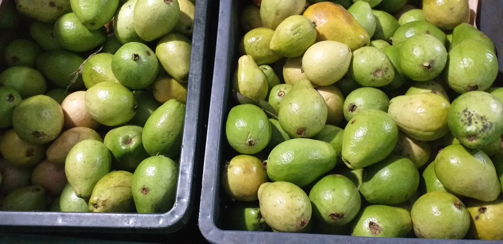 Guayaba pera