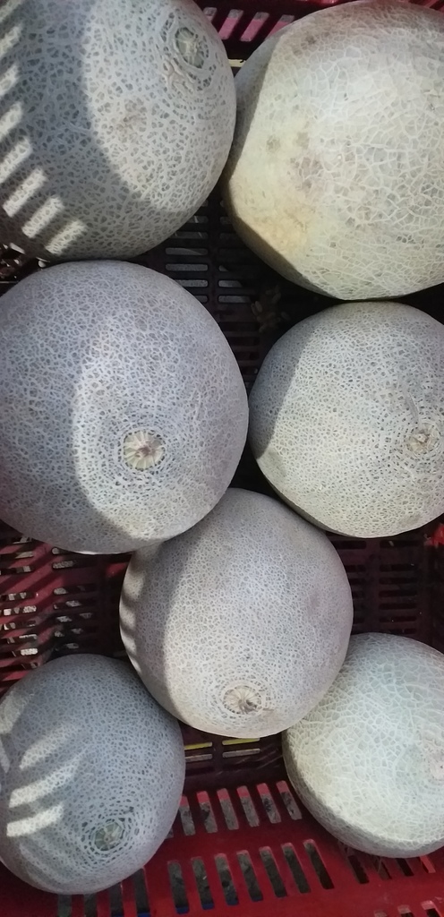 Melon