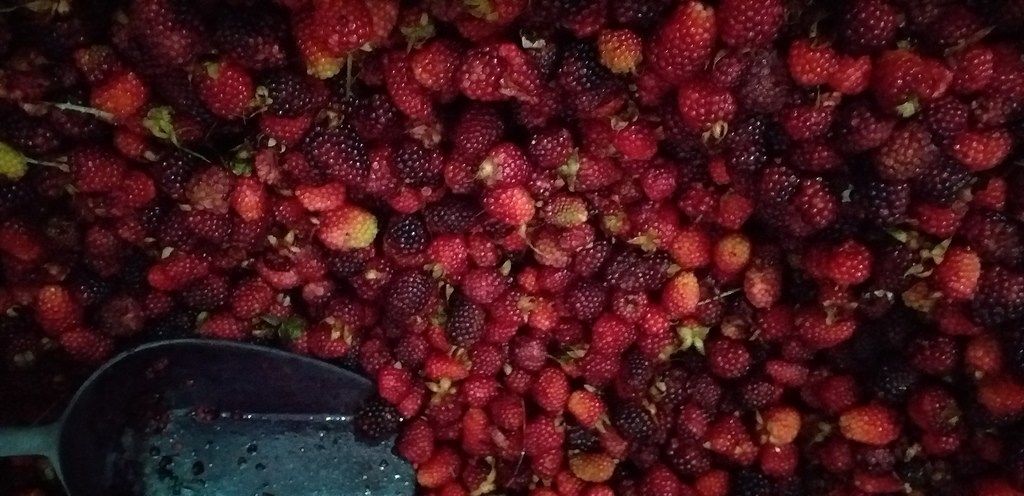 Mora de guarne