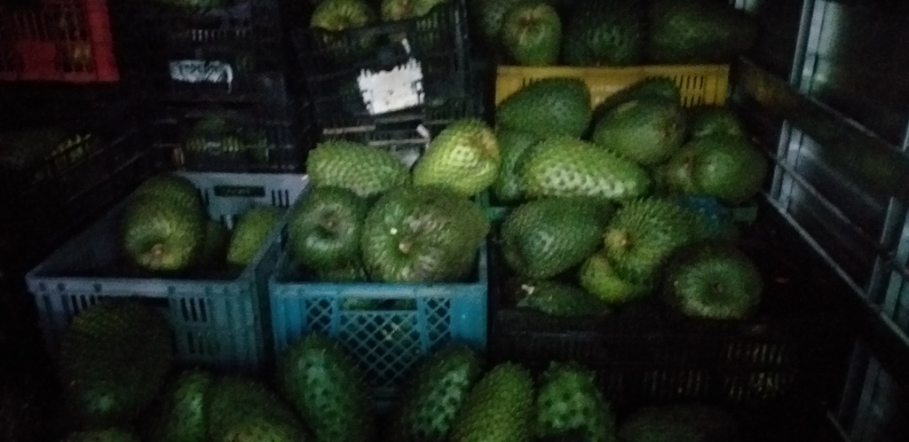 Guanabana