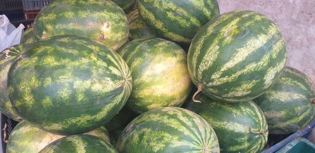 Sandia baby gruesa