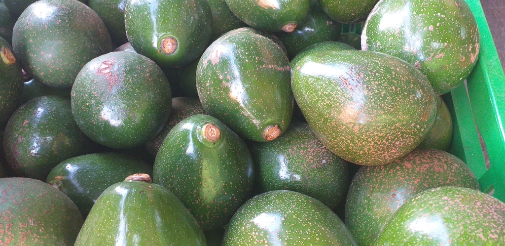 Aguacate colin reed