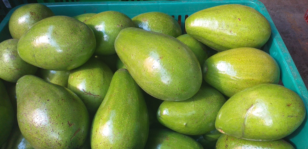 Aguacate papelillo