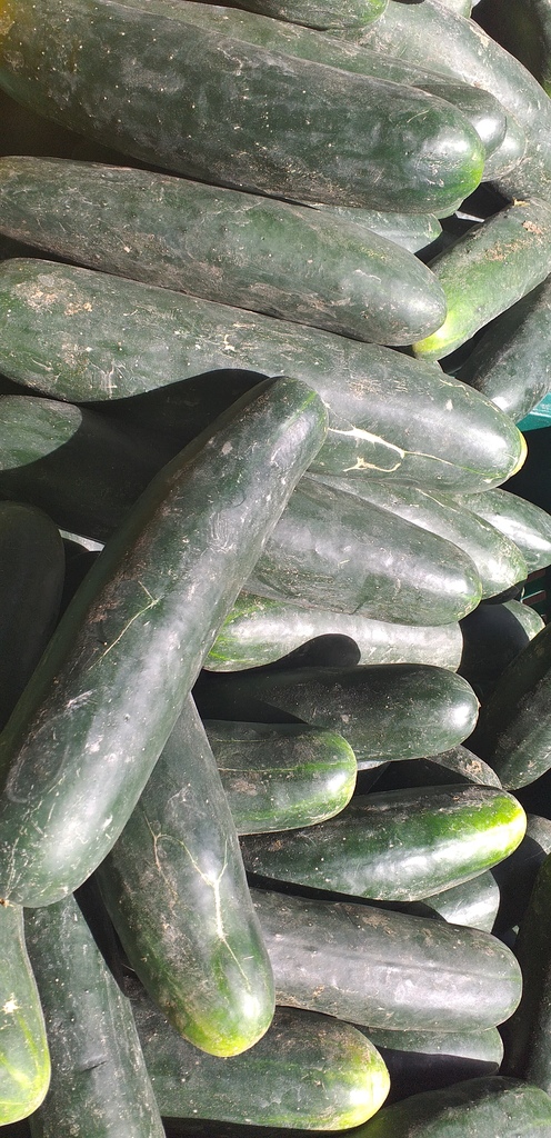 Pepino cohombro