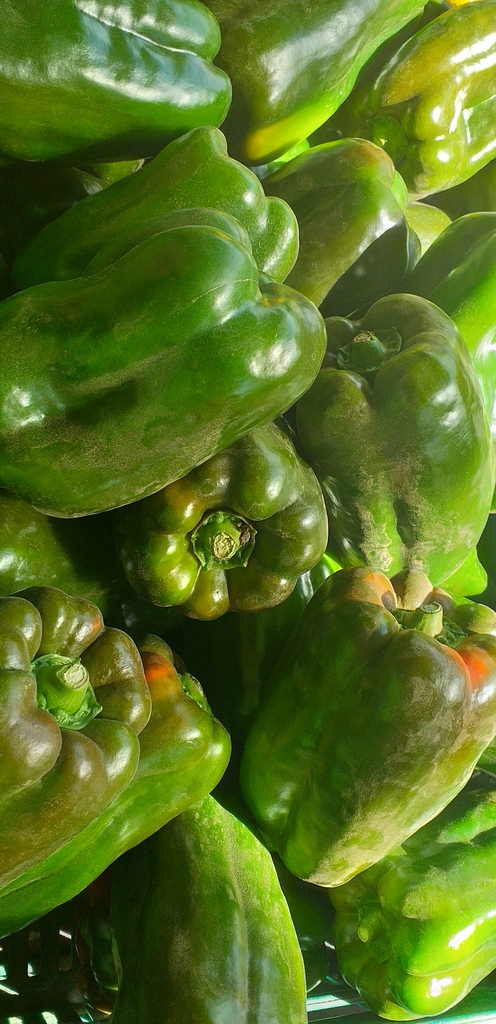Pimenton verde
