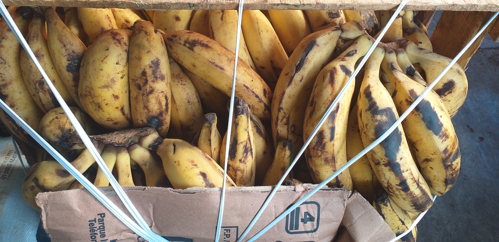 Banano criollo