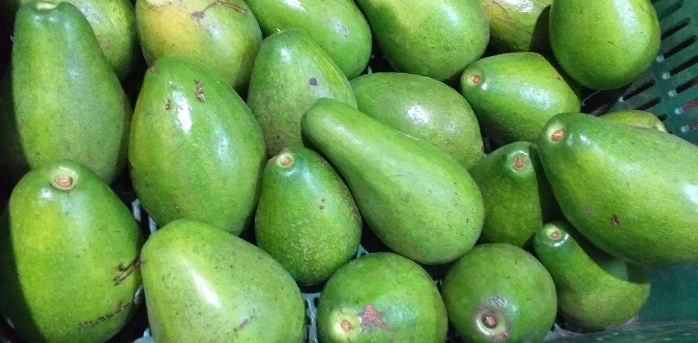 Aguacate papelillo