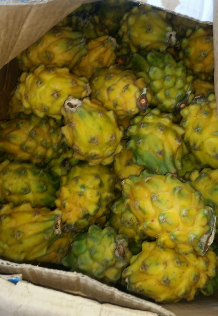 Pitahaya del huila