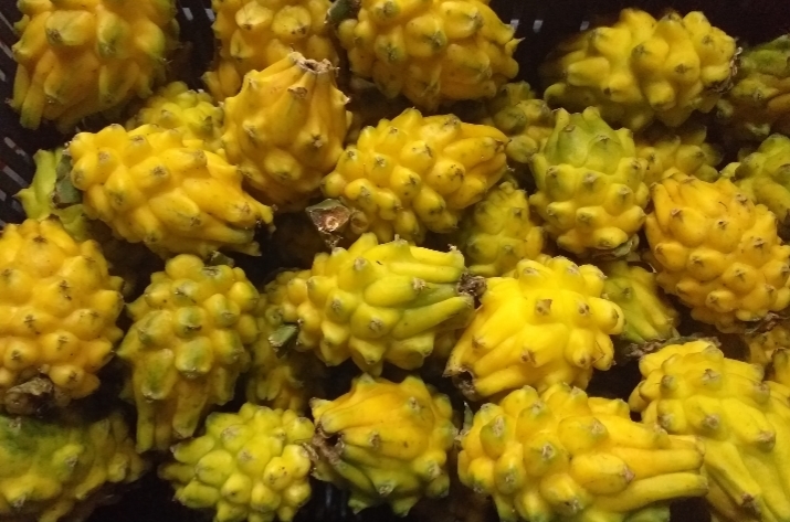 Pitahaya madura para pulpa
