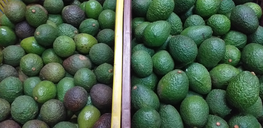 Aguacate hass
