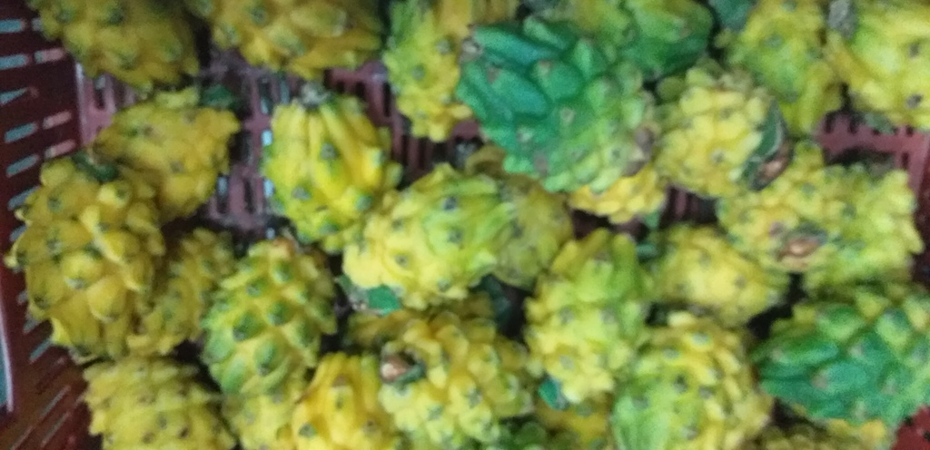 Pitahaya del huila