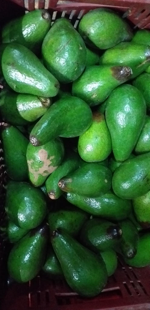 Aguacate santana