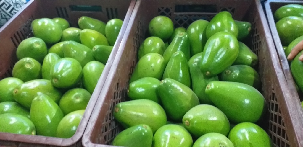 Aguacate papelillo