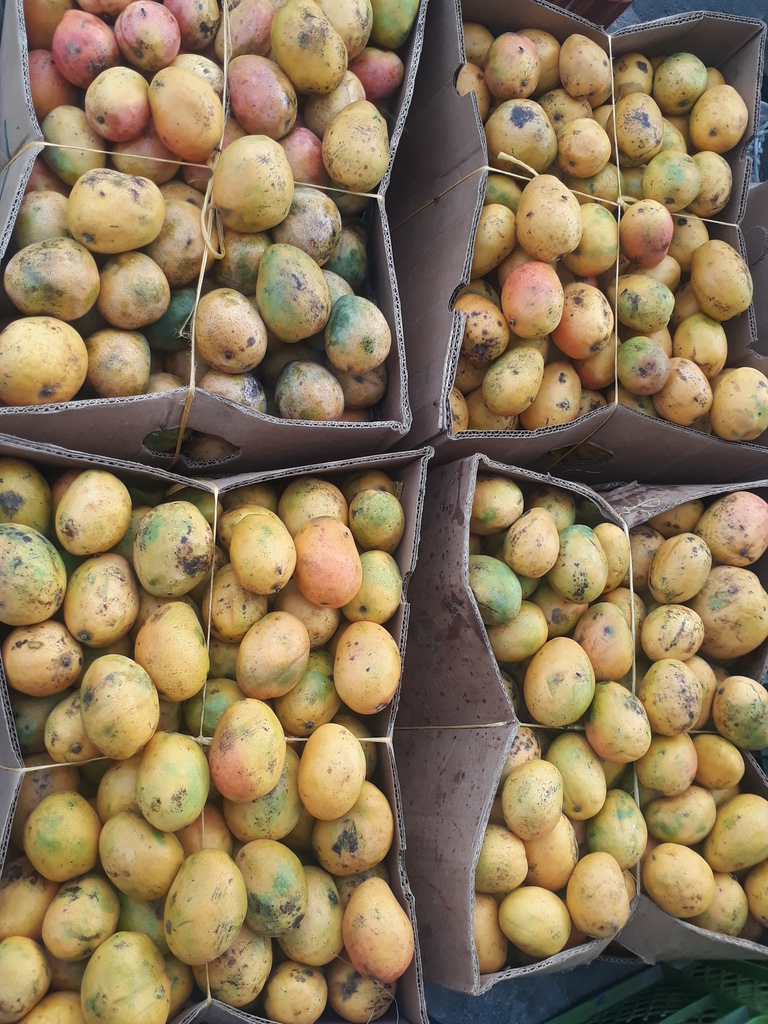 Mango de azucar