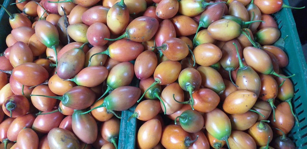 Tomate de arbol