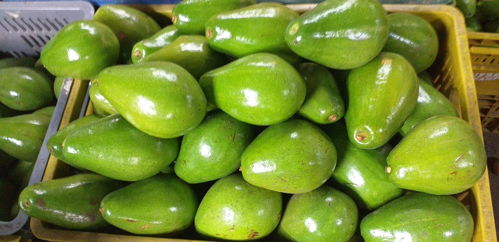 Aguacate papelillo