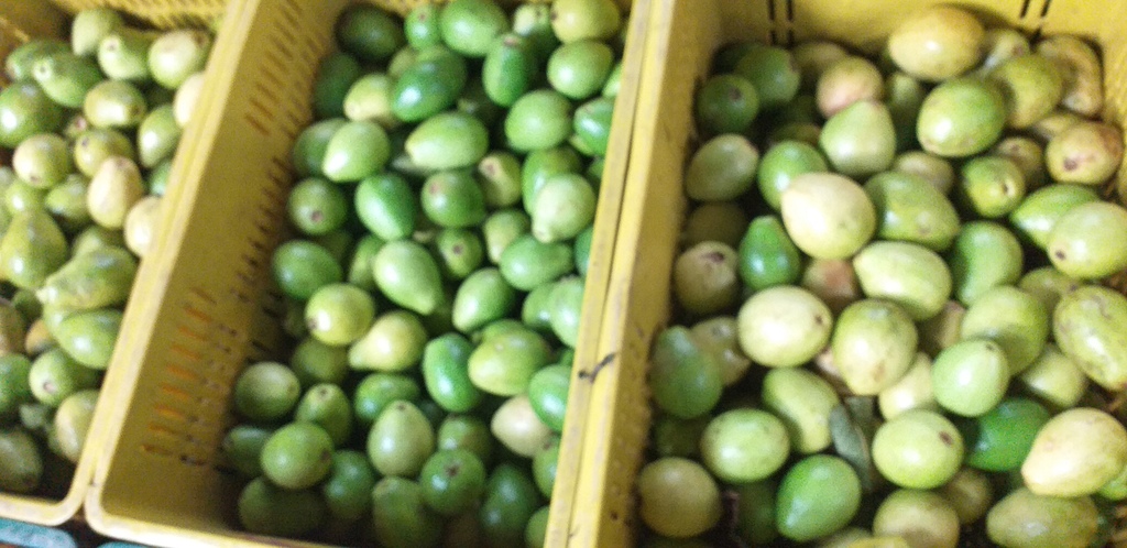 Guayaba pera