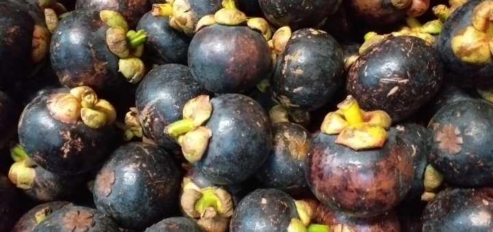 Mangostino