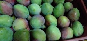 Mango farchi