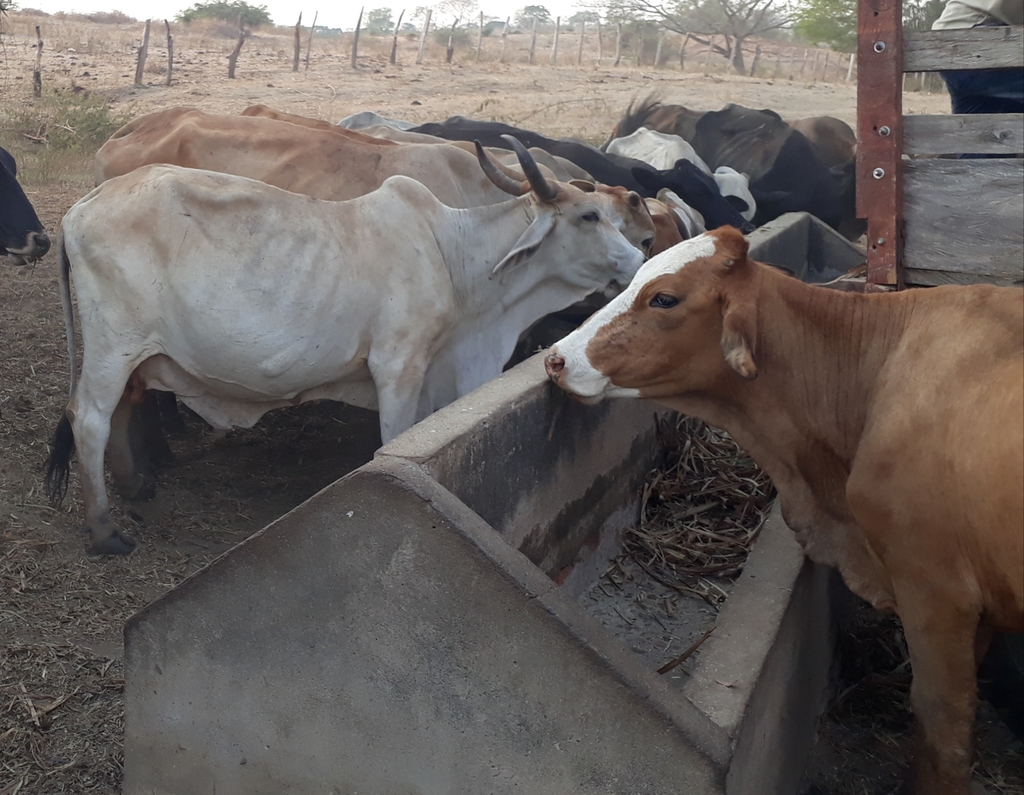 Vacas paridas