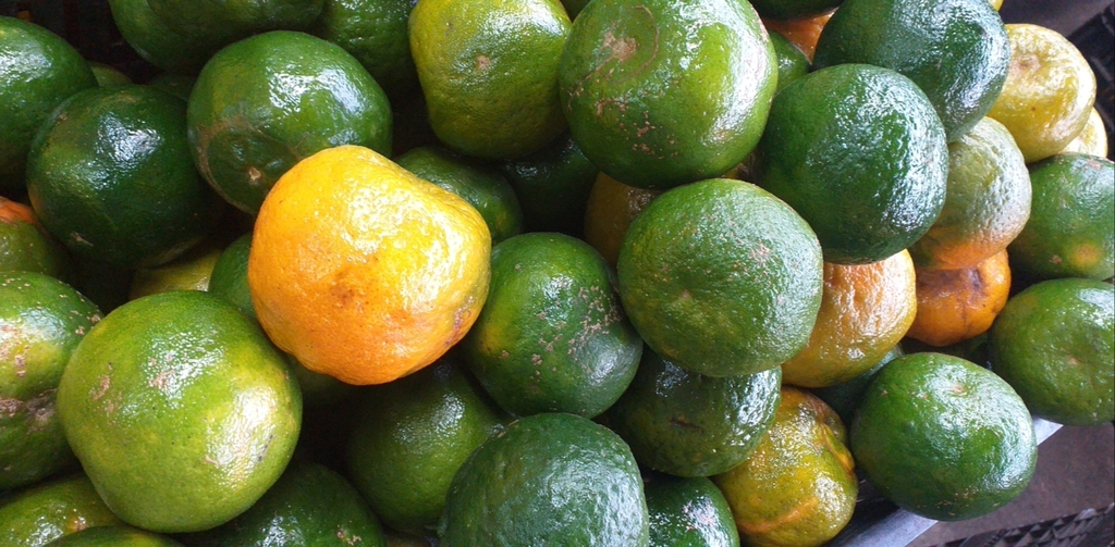 Mandarina oneca