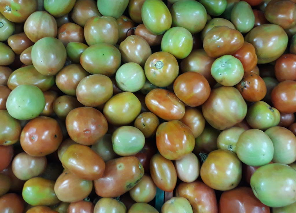 Tomate