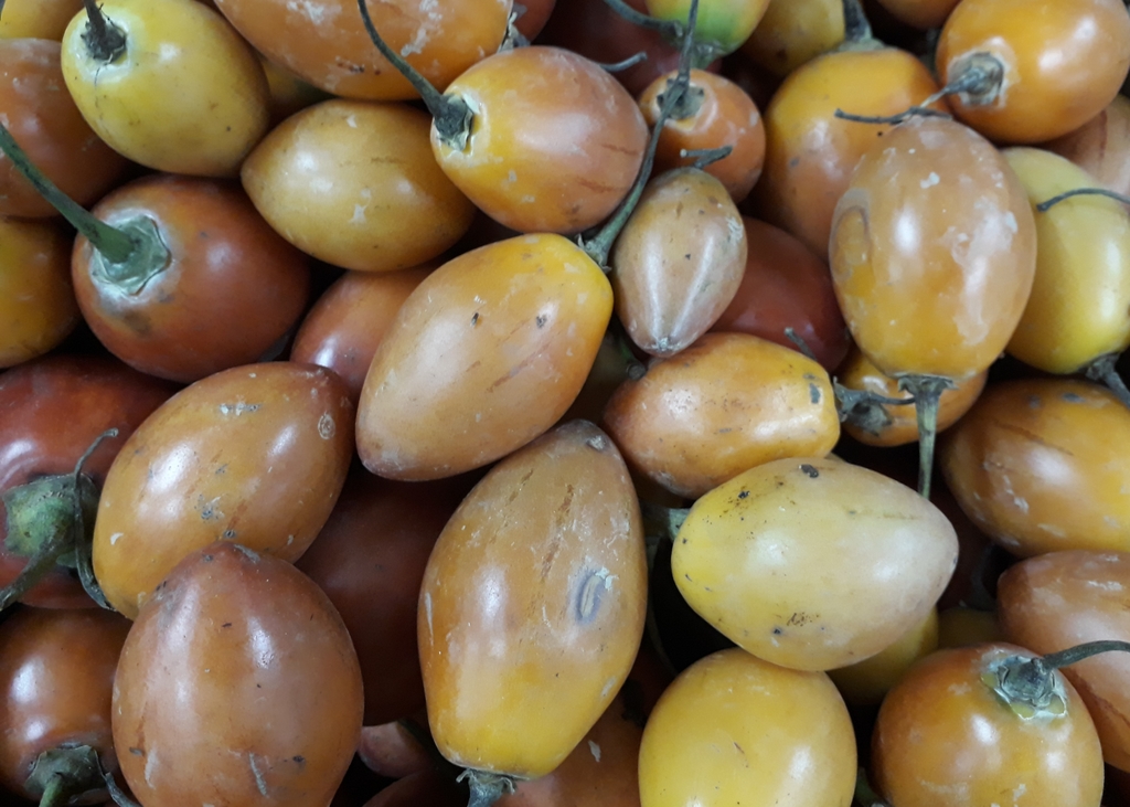 Tomate de árbol