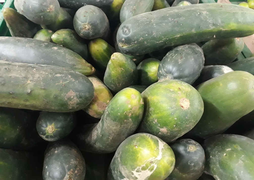 Pepino